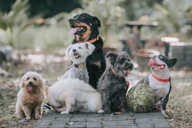 Small Pet Care