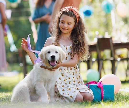 Pet Training