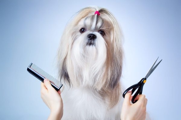 Dog Breed:"name"