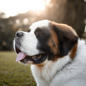 Saint Bernard