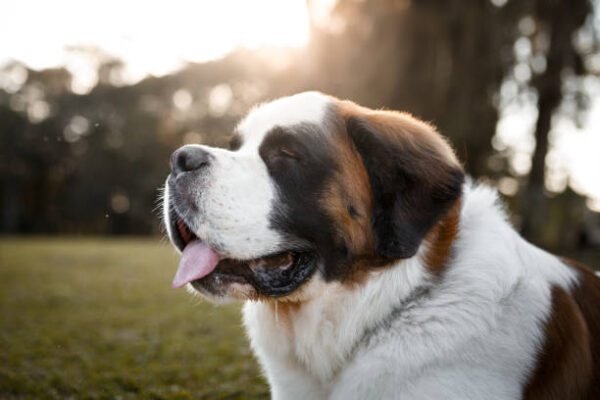 Saint Bernard