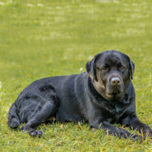 Labra