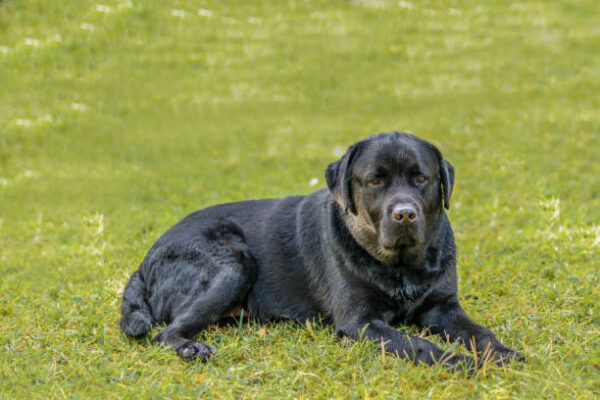 Labra