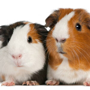Guniea Pig