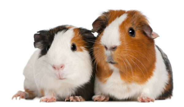 Guniea Pig