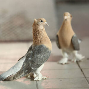 Fancy pigeon