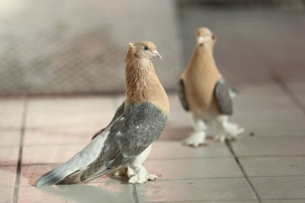 Fancy pigeon