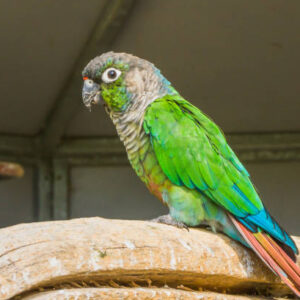 Green Cheeked