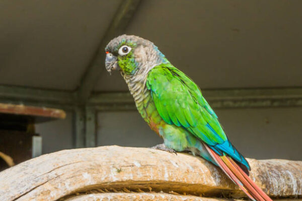 Green Cheeked
