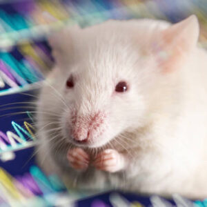 Rat