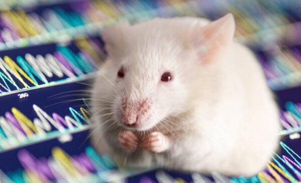 Rat