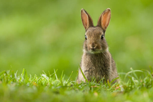 Rabbit