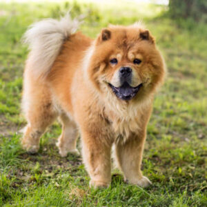 Chow Chow