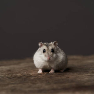 Hamster