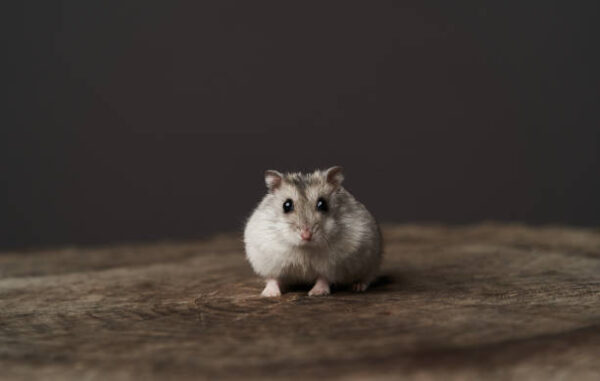 Hamster