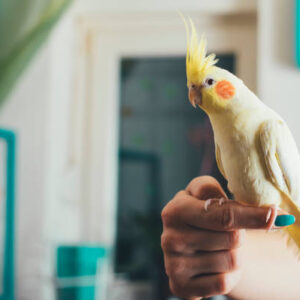 Cockatiel