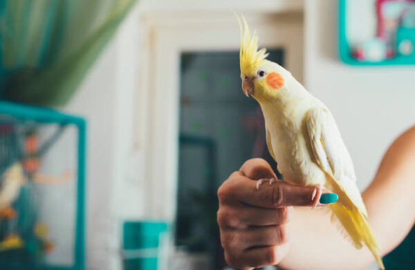 Cockatiel