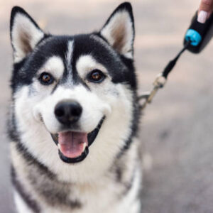Sibarian Husky
