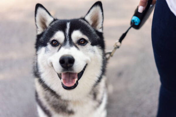 Sibarian Husky