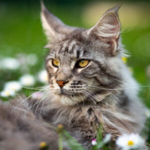 Maine Coon Cat