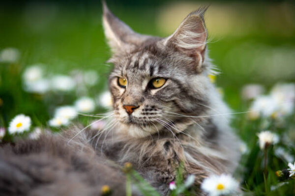 Maine Coon Cat