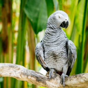 African Gray