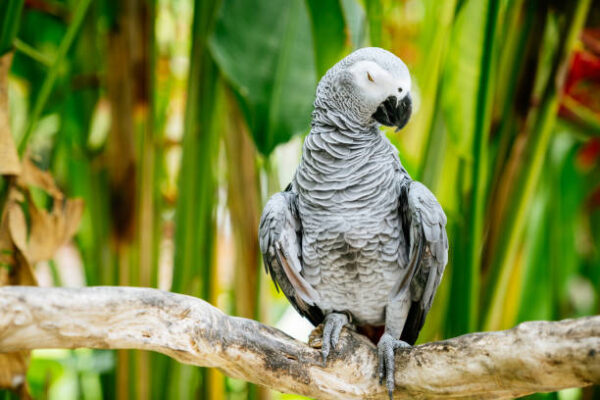 African Gray