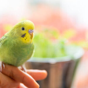 budgies