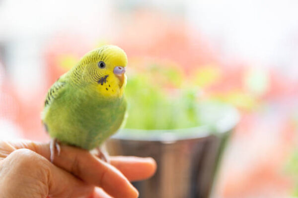 budgies