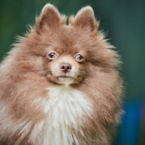 Toy Pom