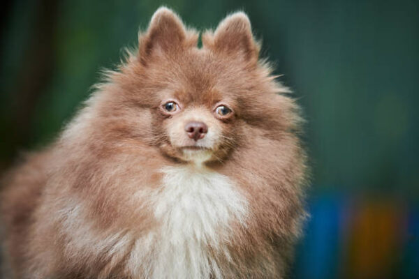 Toy Pom