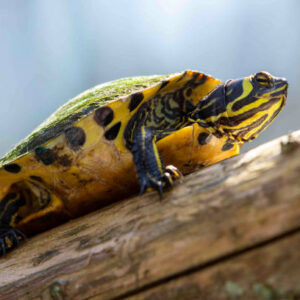 Yellow Belly Turtle