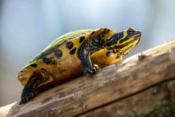 Yellow Belly Turtle