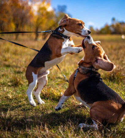 Pet Mating