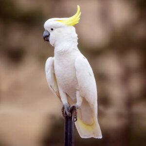 Cockatoo