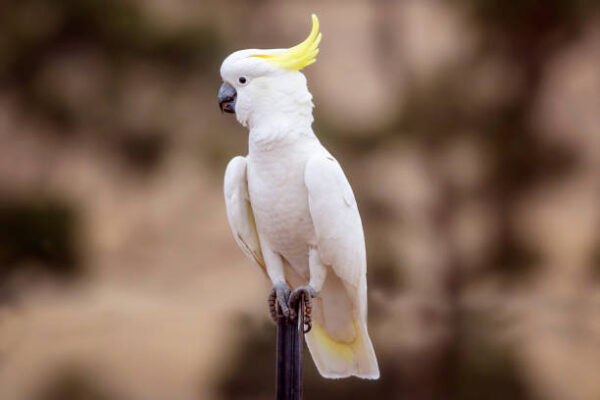 Cockatoo