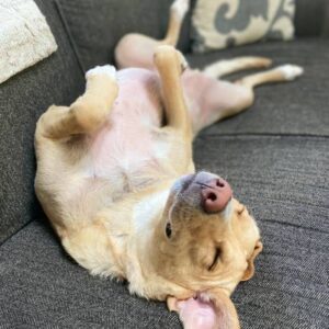 Hi, My Dog Name Is:"Name"