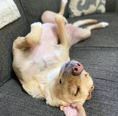 Hi, My Dog Name Is:”Name”