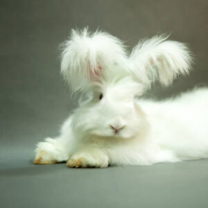 Angora Rabbits