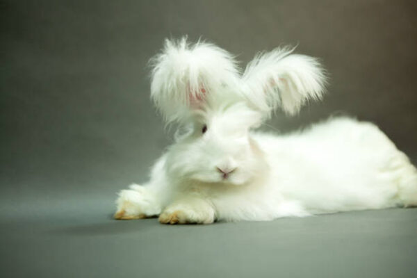Angora Rabbits