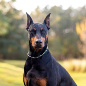 Doberman