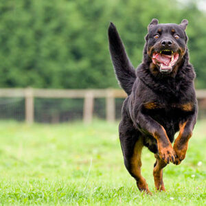Rottweiler