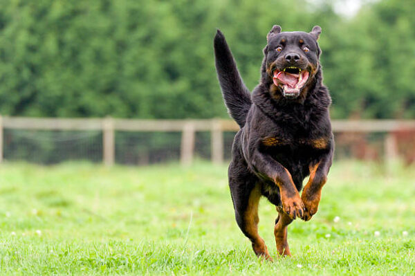 Rottweiler