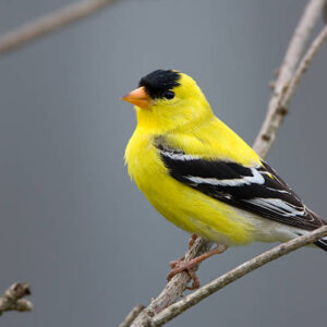 Golden Finches