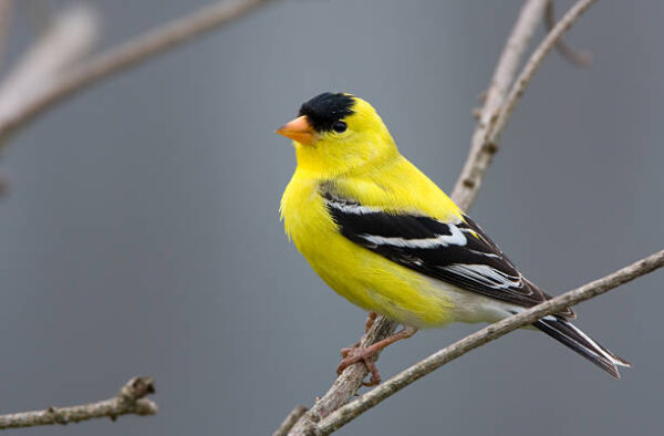 Golden Finches