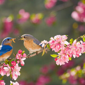 Love Birds
