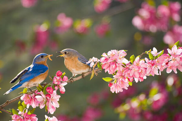 Love Birds