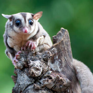 Sugar Glider