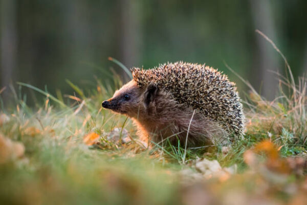 Hedgehogs