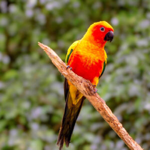 Sun Conure